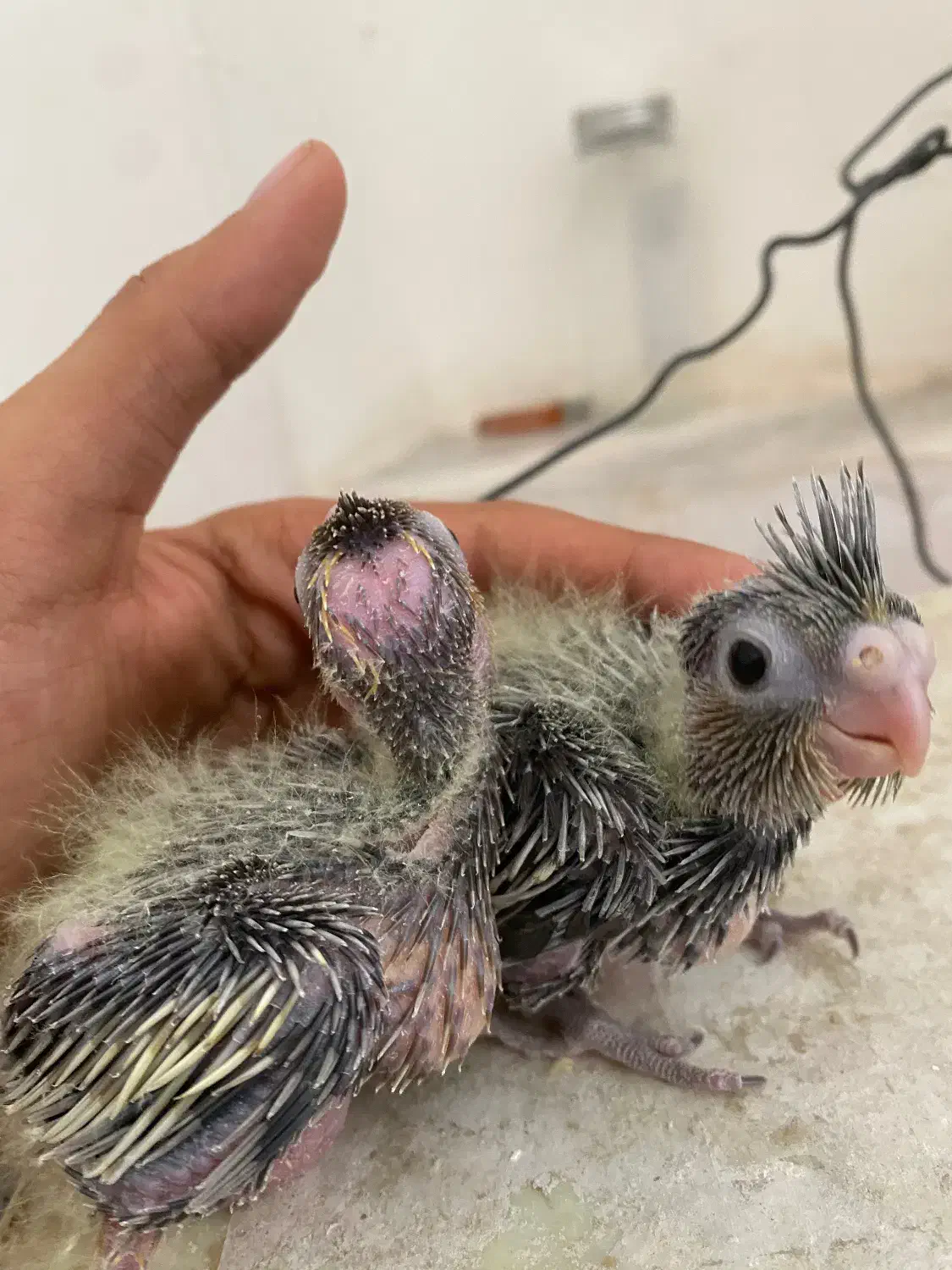 جوجه عروس|پرنده|طبس, |دیوار