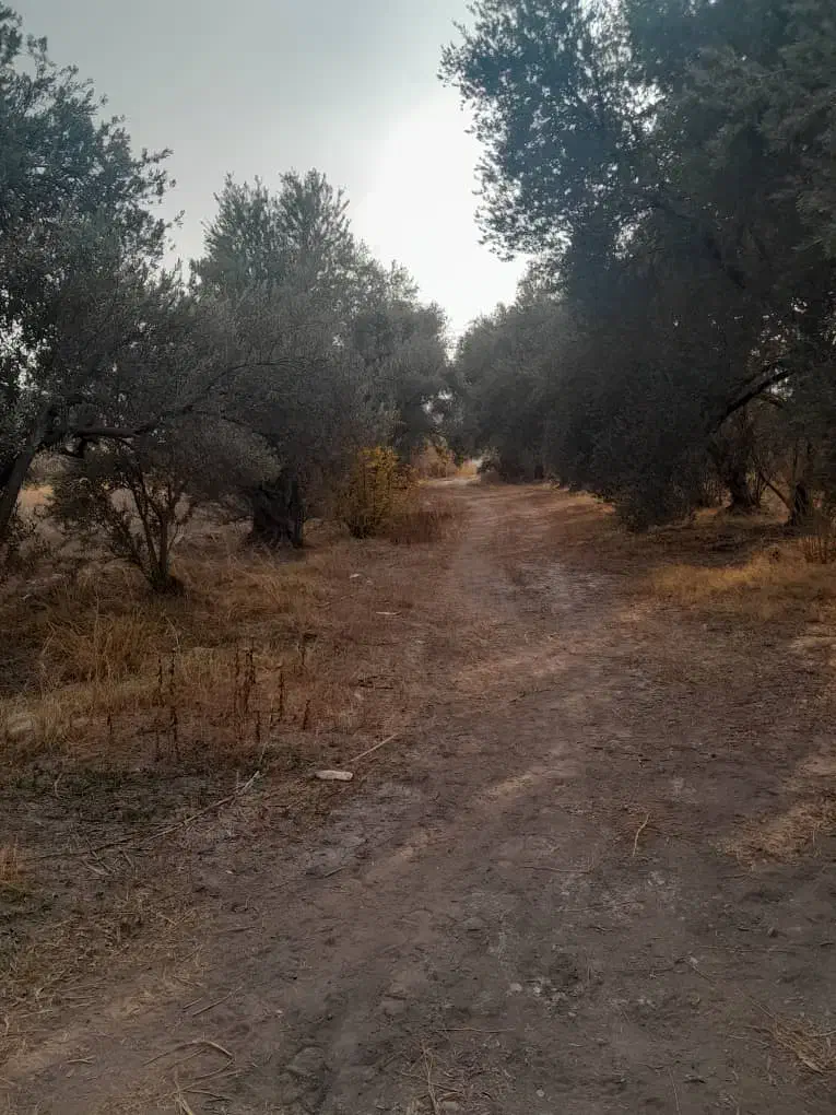 باغ زیتون، جمال آباد، ۳۶۰۰ متری|فروش زمین و ملک کلنگی|لوشان, |دیوار