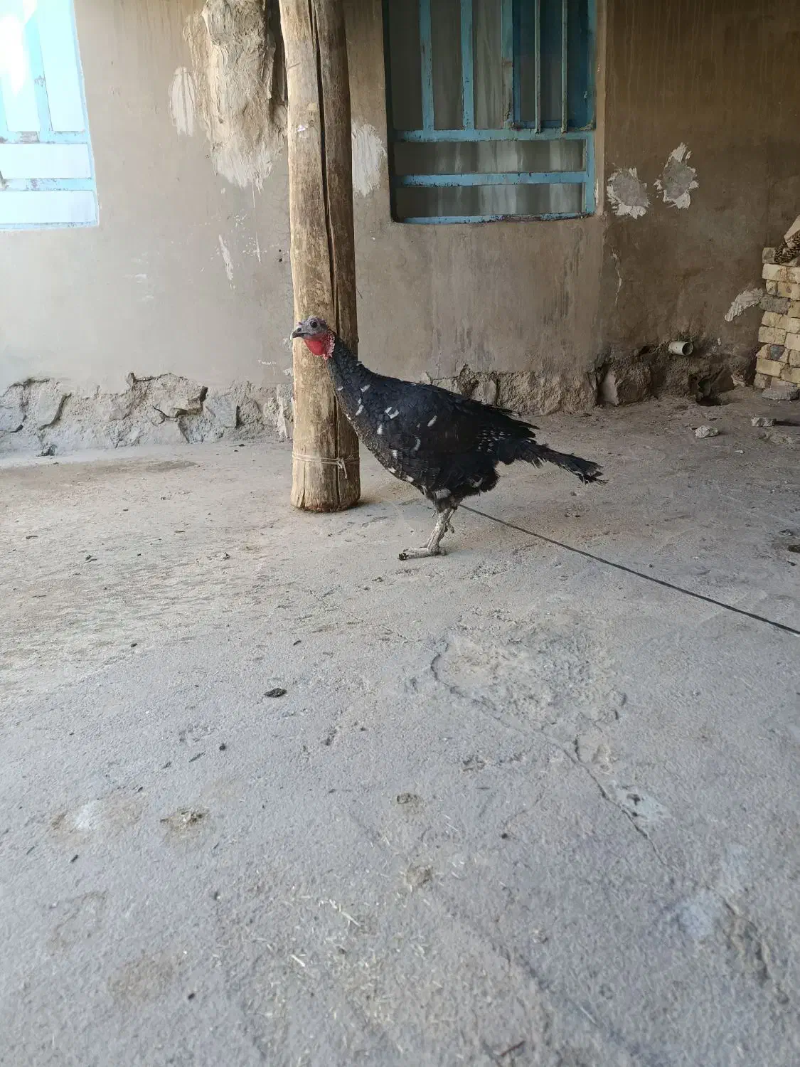 بوقلمون|حیوانات مزرعه|نورآباد, |دیوار