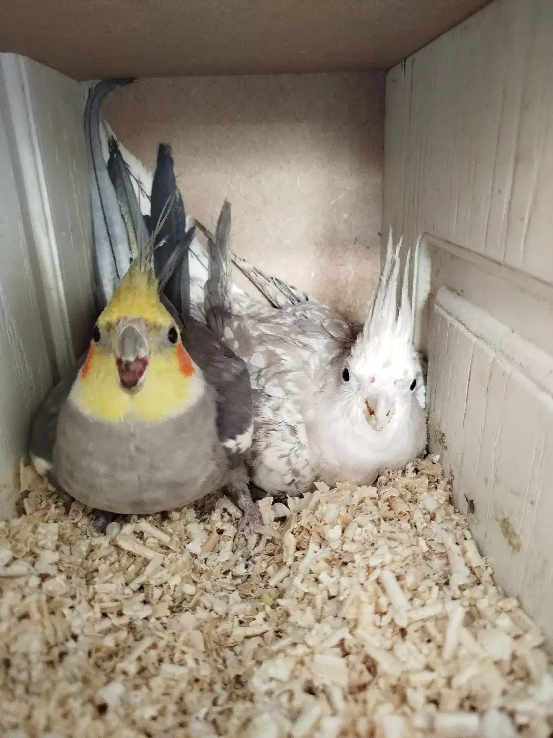 عروس جفت|پرنده|گلبهار, شهر جدید گلبهار|دیوار