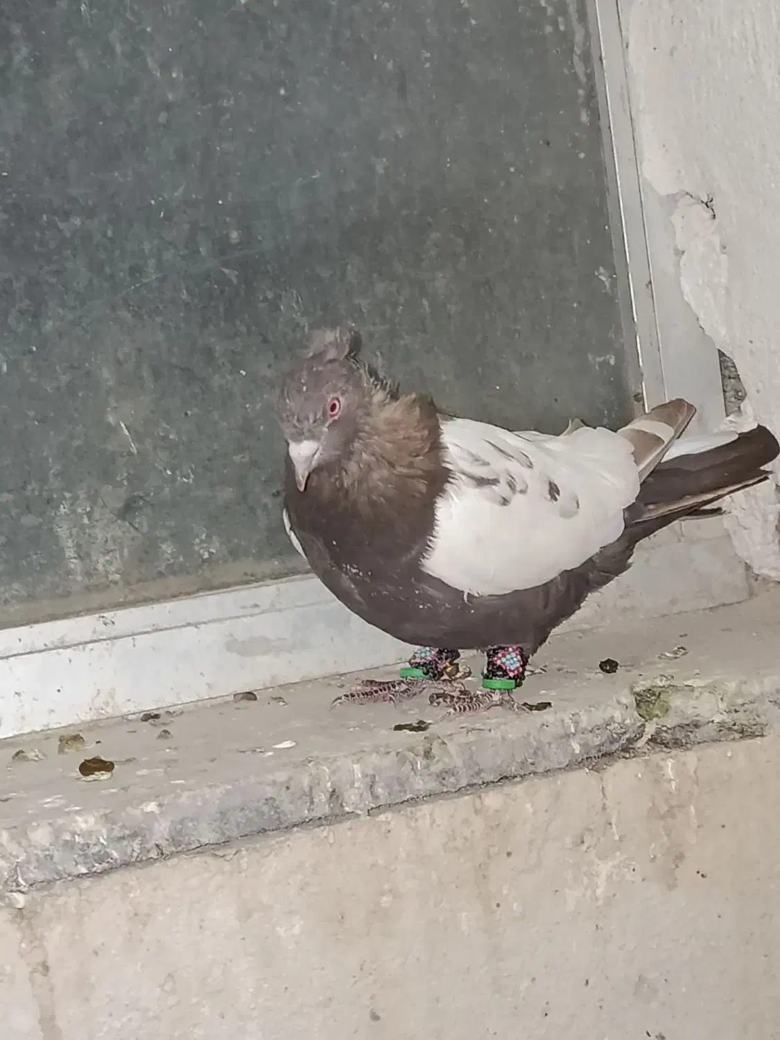 سه تا حیوون|پرنده|نیشابور, شهرک فیروزه|دیوار