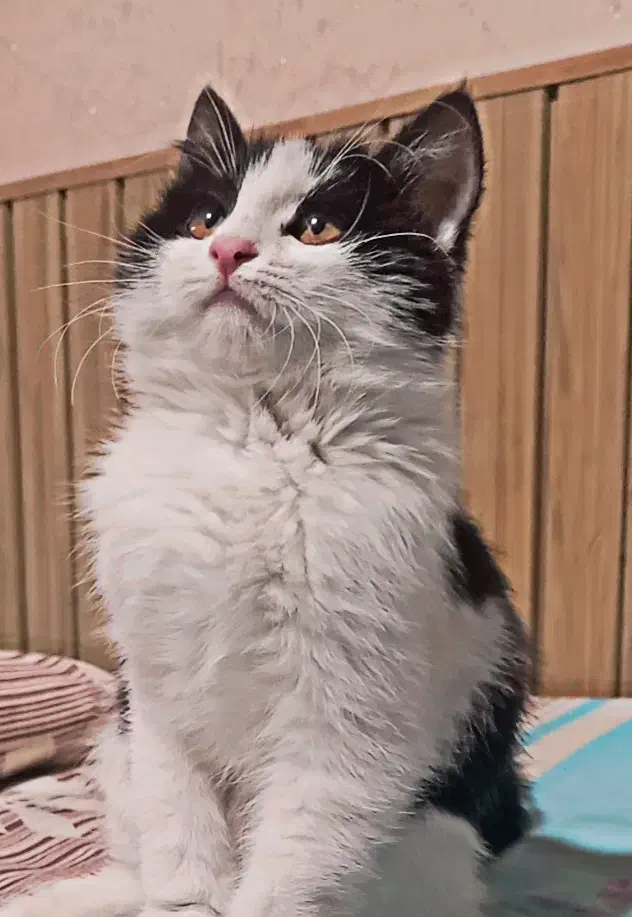 واگذاری گربه کاملا رایگان|گربه|اصفهان, فجر|دیوار