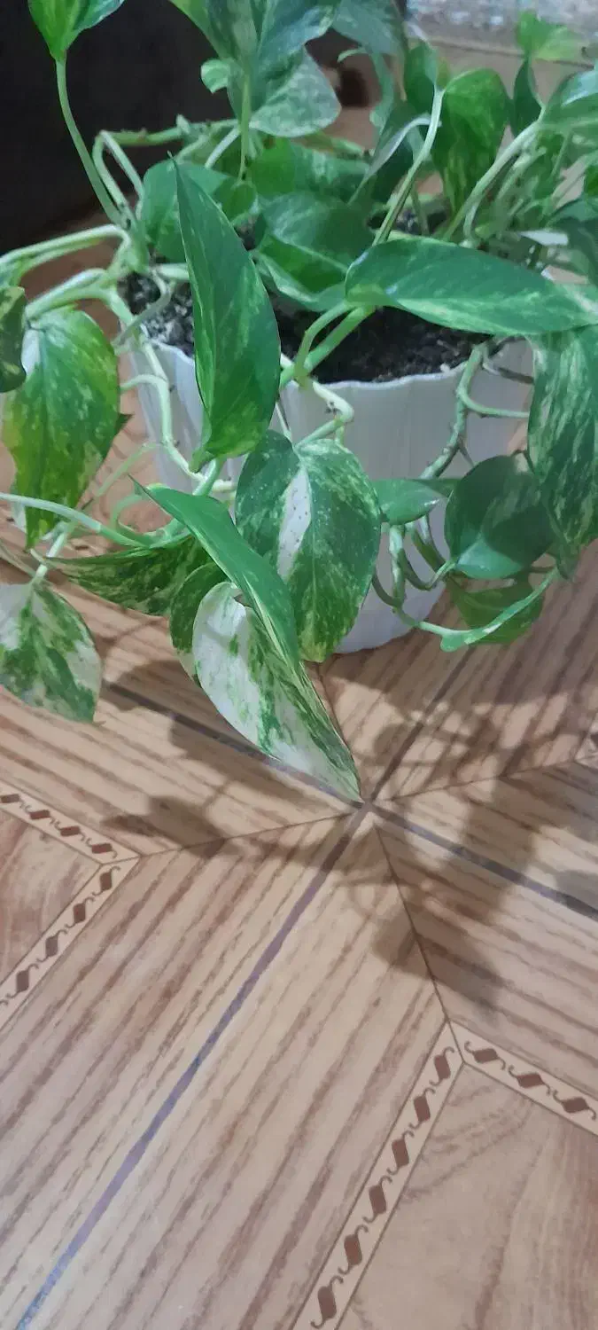 گل پتوس بزرگ|گل و گیاه طبیعی|رشت, چمارسرا|دیوار