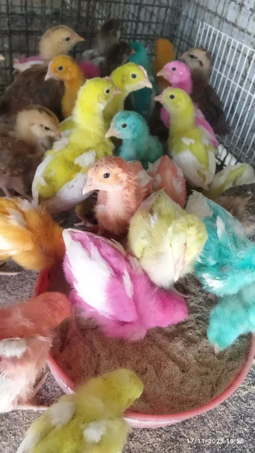 فروش انواع جوجه های یک روزه تا یک ماهه|حیوانات مزرعه|خاش, |دیوار