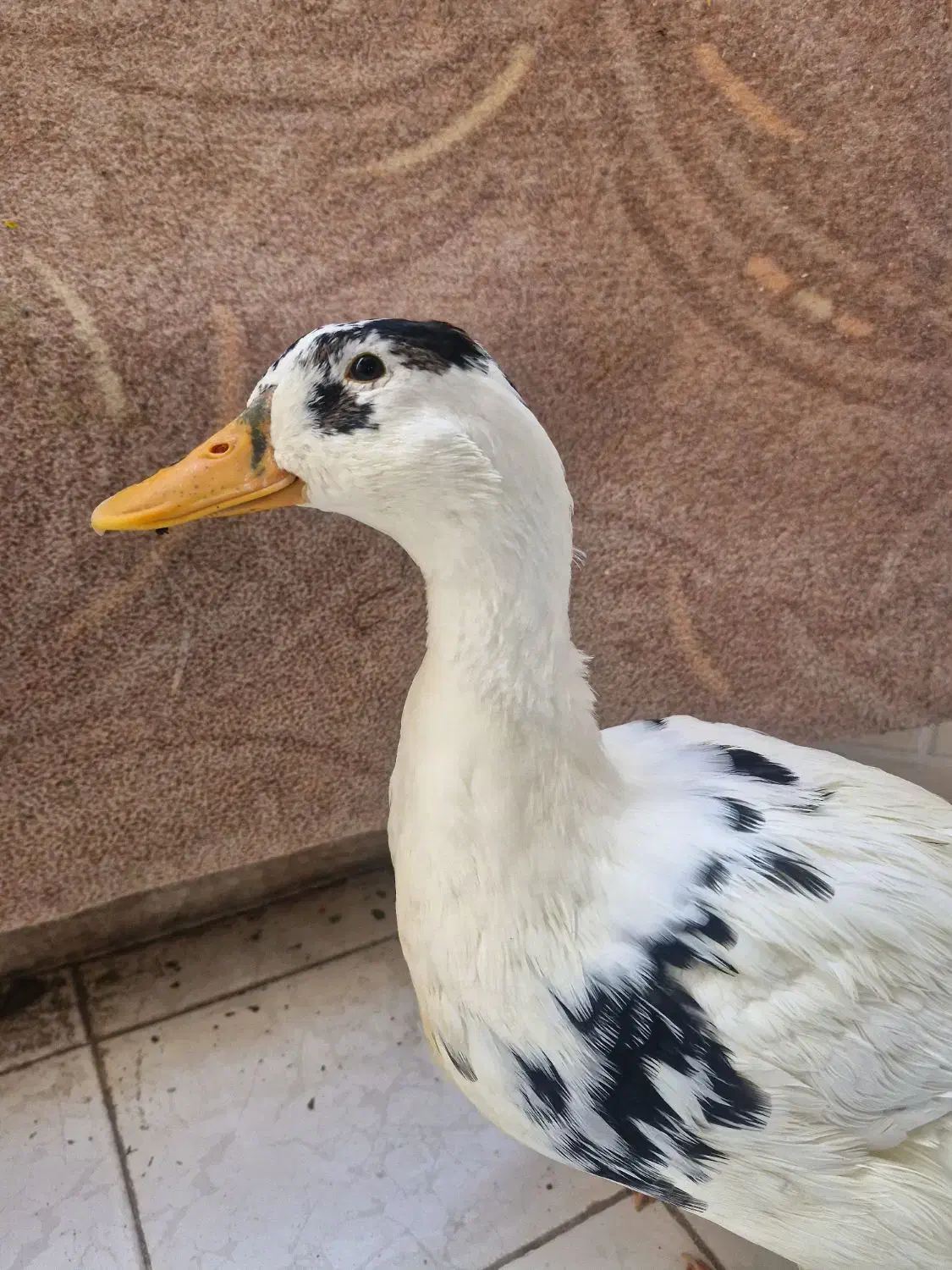 مرغابی ۵ستاره|حیوانات مزرعه|شیراز, زرهی|دیوار