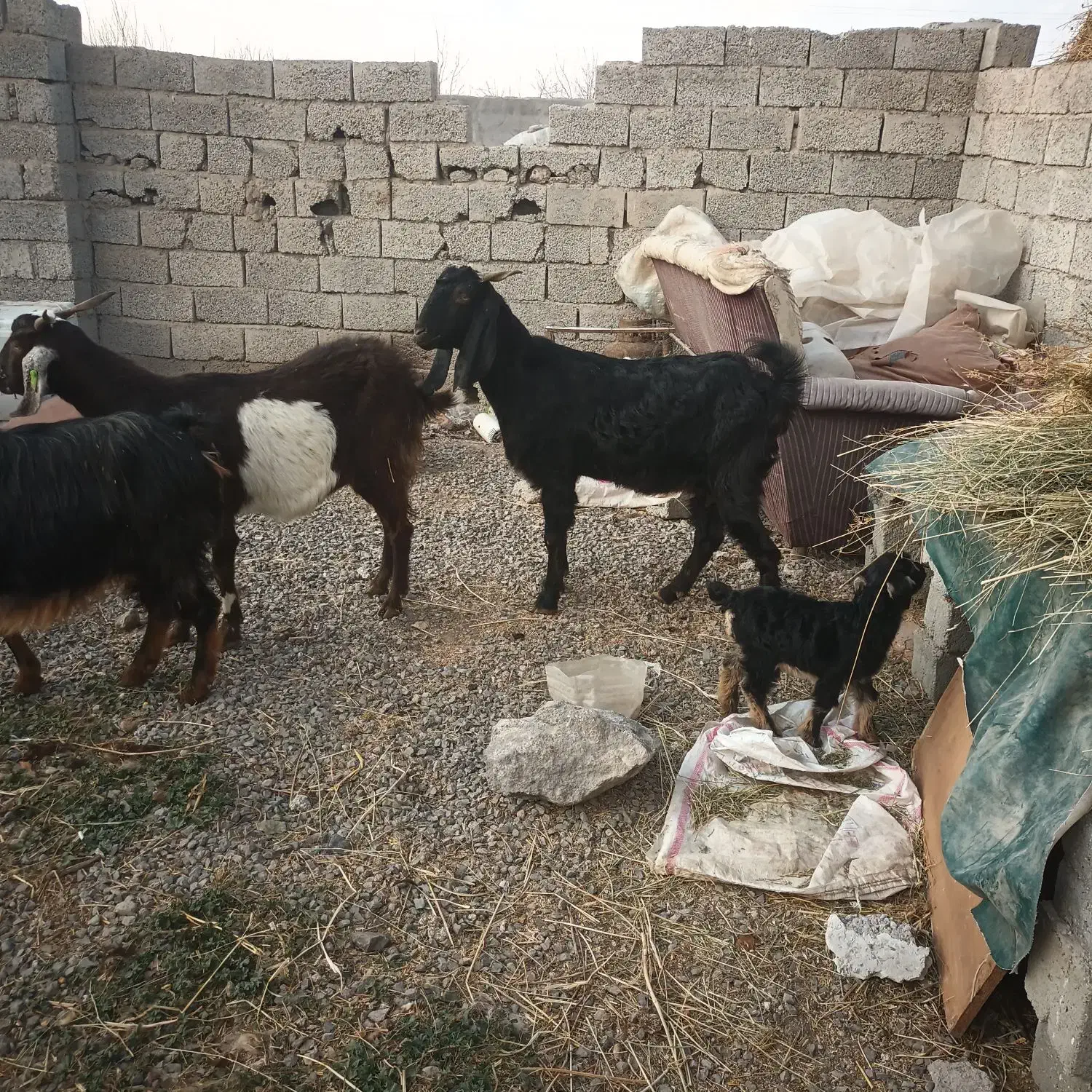 بز پاکستانی|حیوانات مزرعه|اردبیل, |دیوار