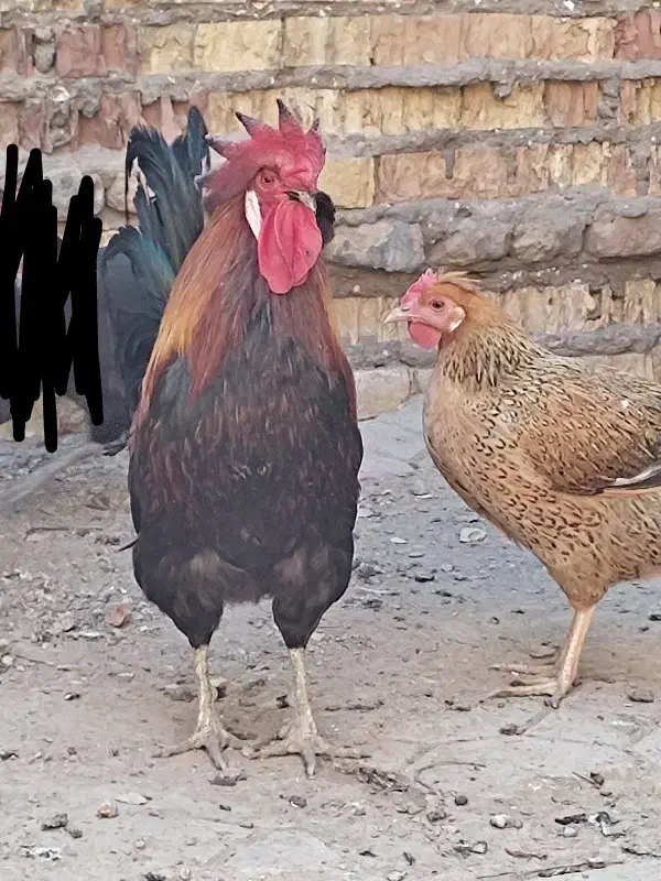 دیچ|پرنده|سوسنگرد, |دیوار