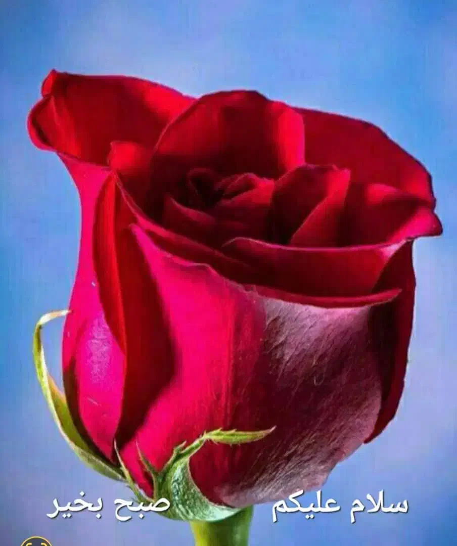 مدارک گمشده|اشیا|یاسوج, |دیوار