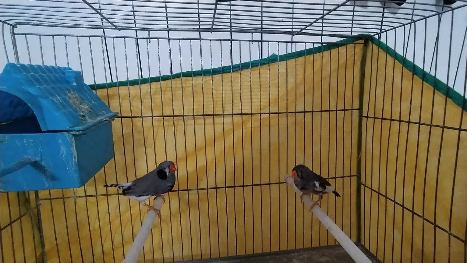 فنچ|پرنده|بروجرد, |دیوار