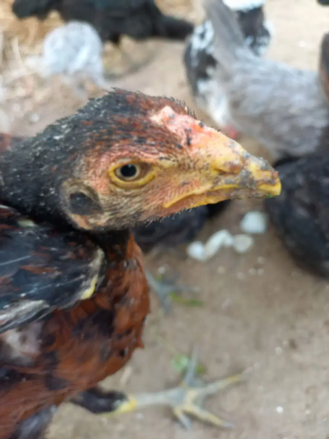 خروس لاری|حیوانات مزرعه|شبانکاره, |دیوار