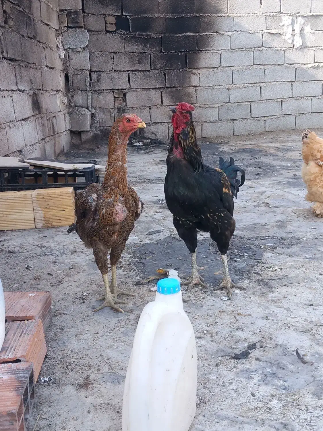 مرغ و خروس لاری و گپن ریشو و گلی اصل|حیوانات مزرعه|ایلام, |دیوار