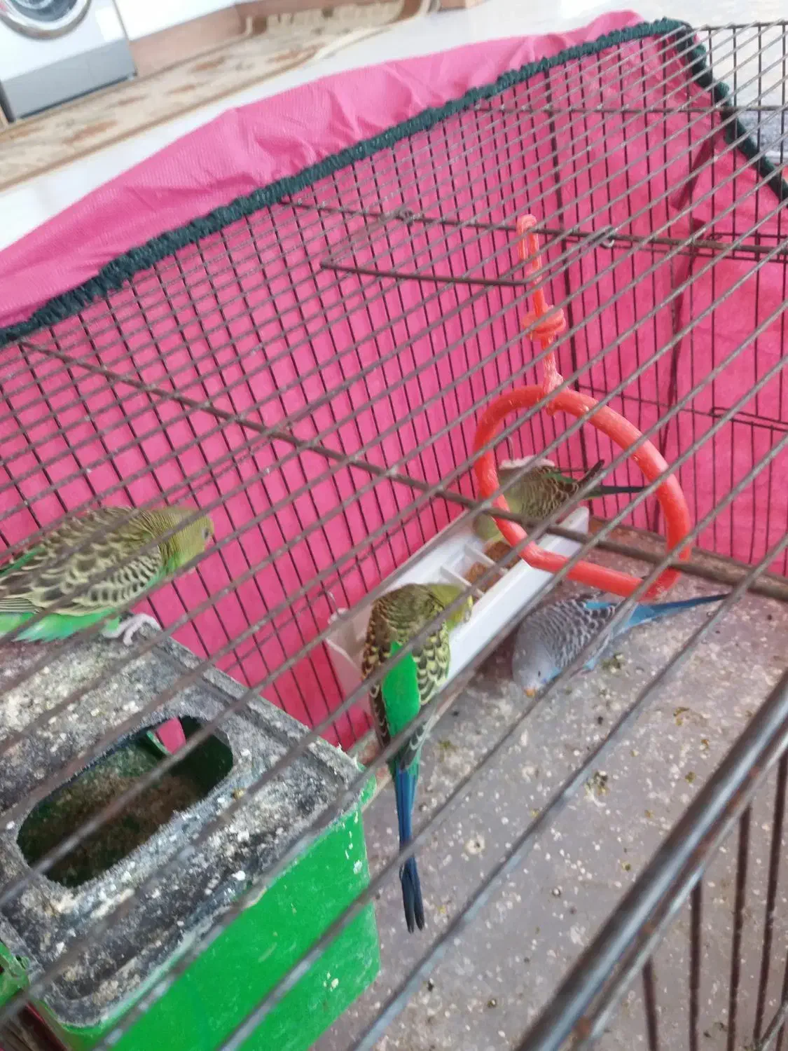 مرغ عشق با قفس|پرنده|پاکدشت, پاکدشت (مامازند)|دیوار