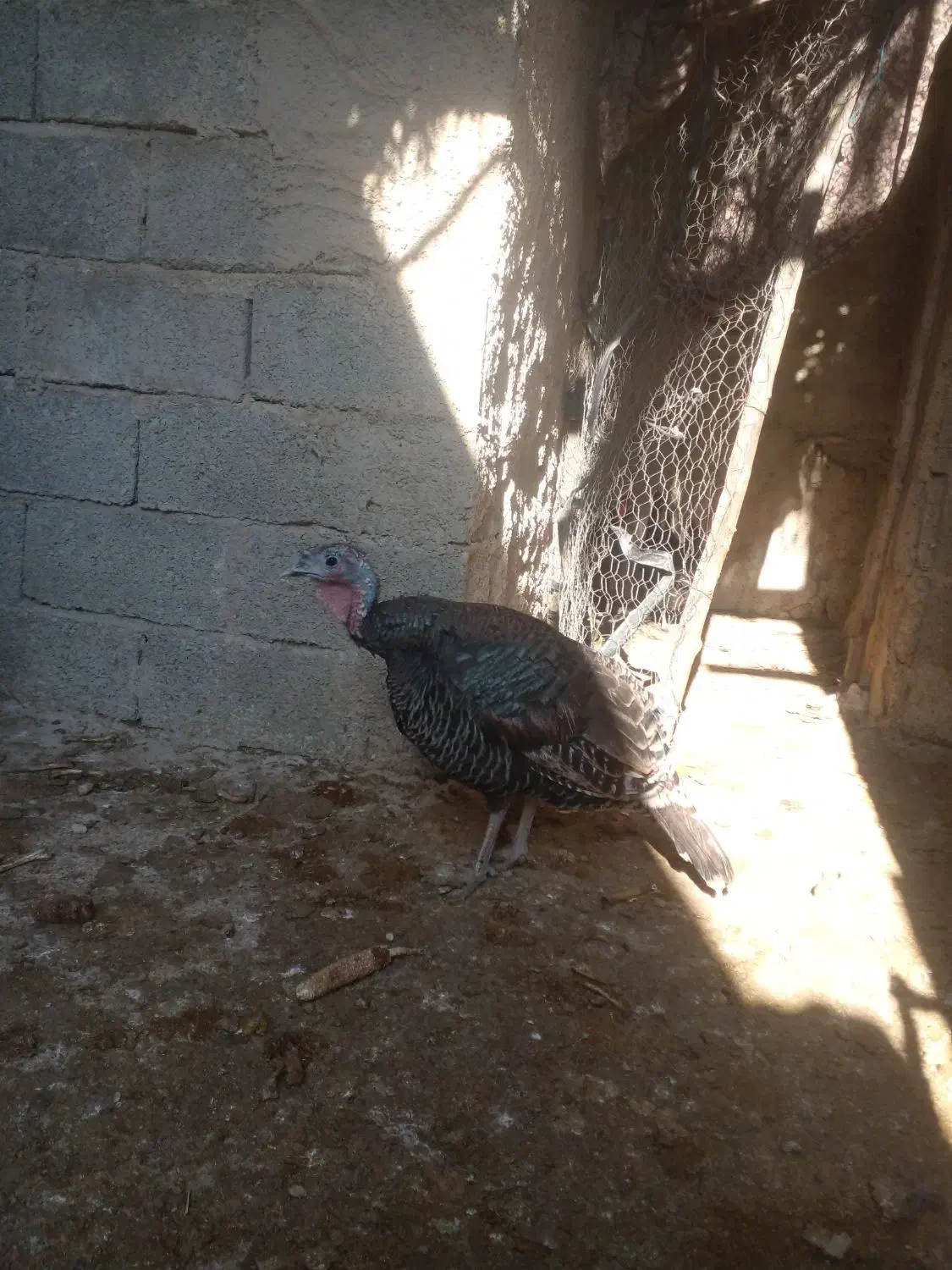 بوقلمون‌ماده‌|حیوانات مزرعه|کازرون, |دیوار