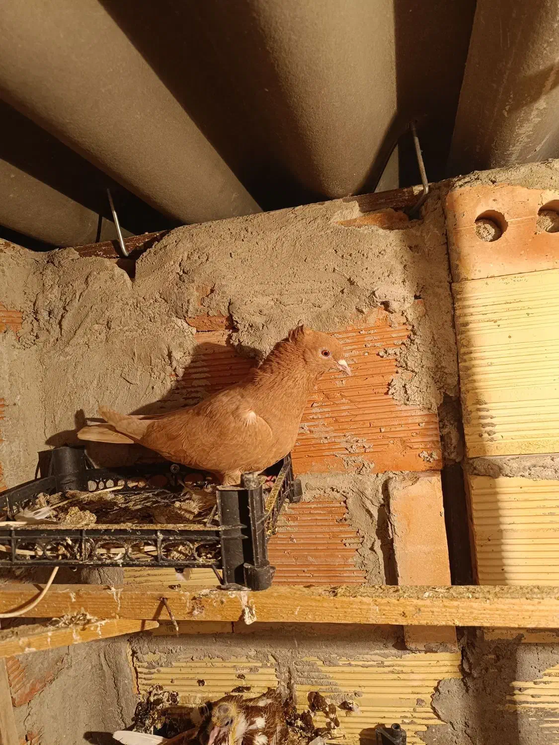 مایا|پرنده|اردبیل, |دیوار