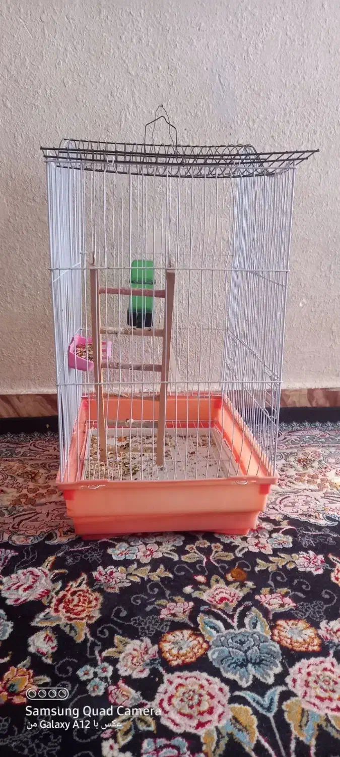 قفس عروس هلندی نو بزرگ|لوازم جانبی حیوانات|کرمان, |دیوار