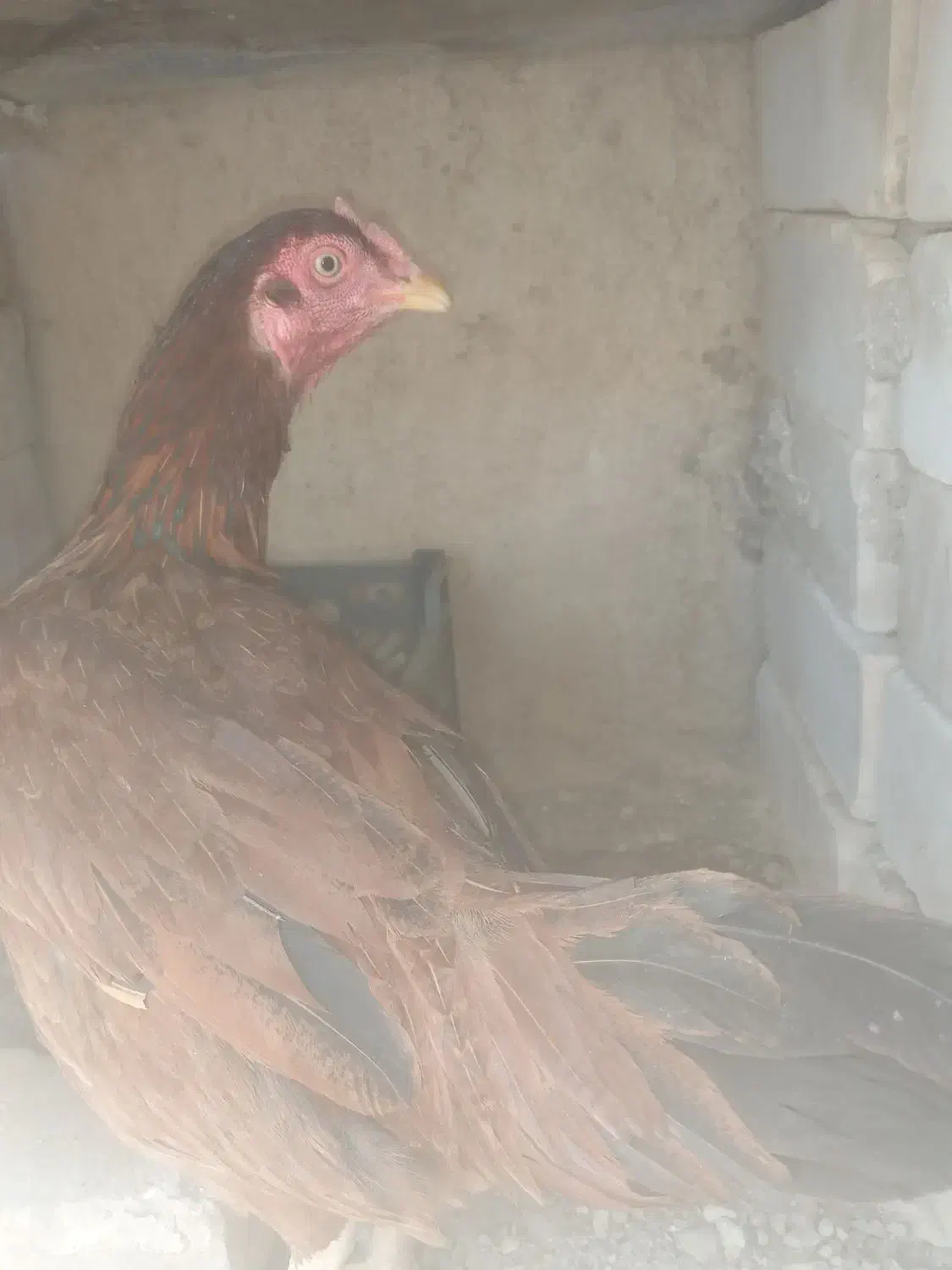 مرغ|حیوانات مزرعه|ایرانشهر, |دیوار