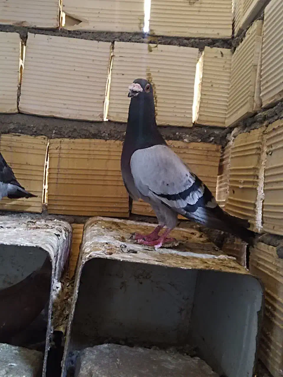 کفتر|پرنده|گناباد, |دیوار