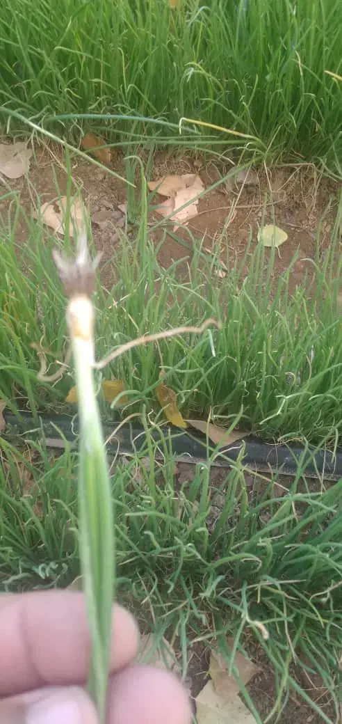 بذر پیاز زرد|خدمات باغبانی و درختکاری|درب بهشت, |دیوار