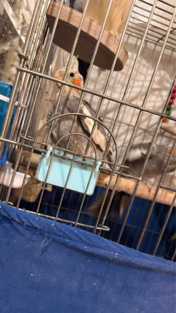 عروس هلندی|پرنده|ری, حمزه‌آباد|دیوار