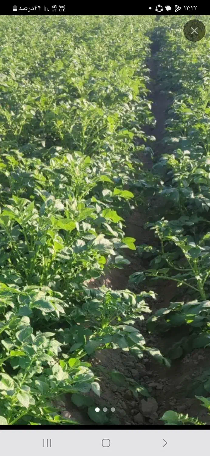 زمین کشاورزی|اجارهٔ دفتر صنعتی، کشاورزی، تجاری|عنبرآباد, |دیوار