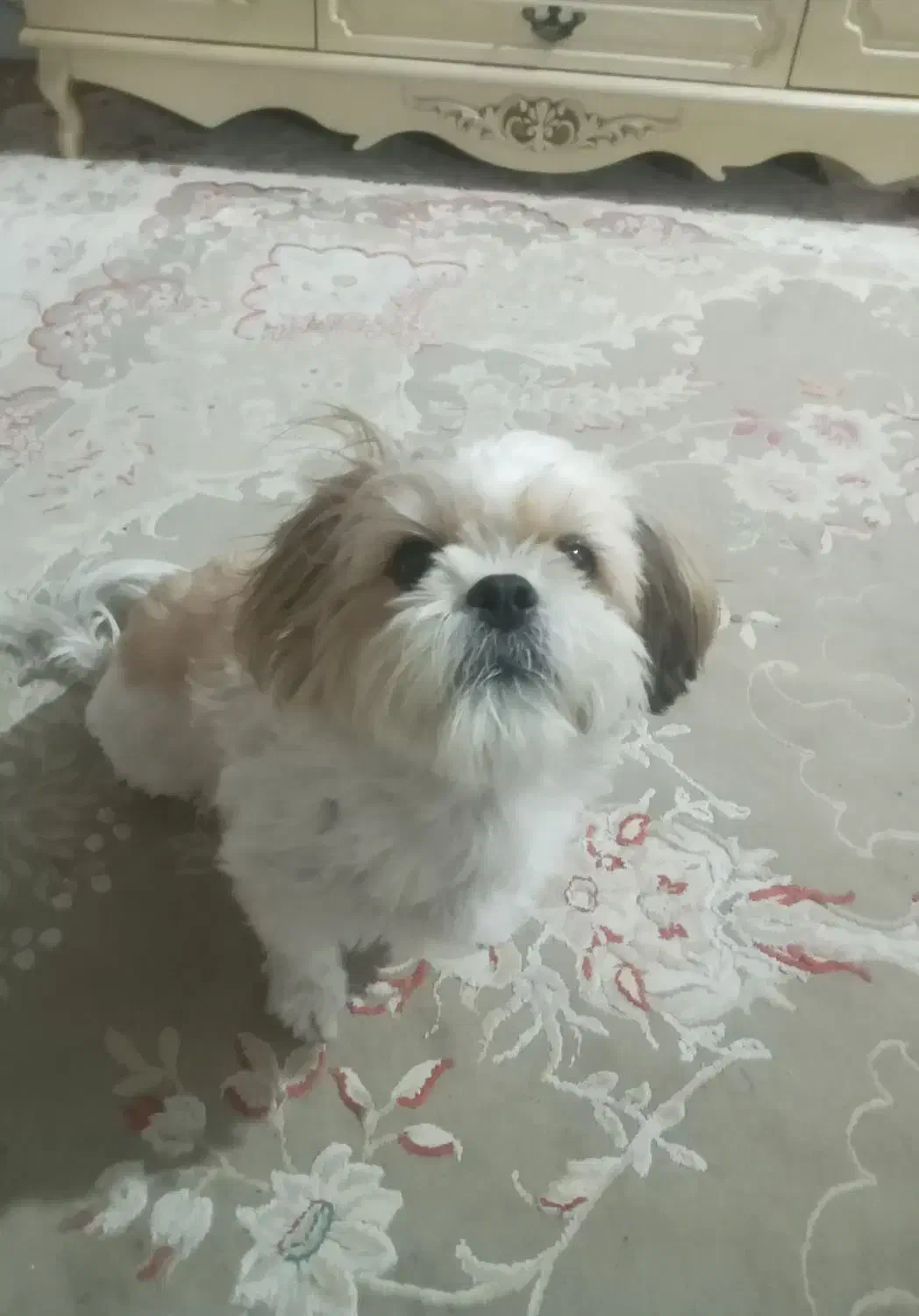 سگ نژاد شیتزو فلت خیلی آروم و تربیت شده|سگ|قائم‌شهر, |دیوار