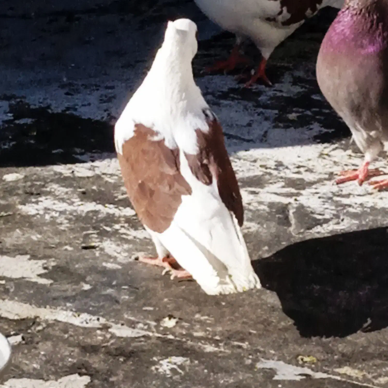 کفتر|پرنده|تبریز, |دیوار