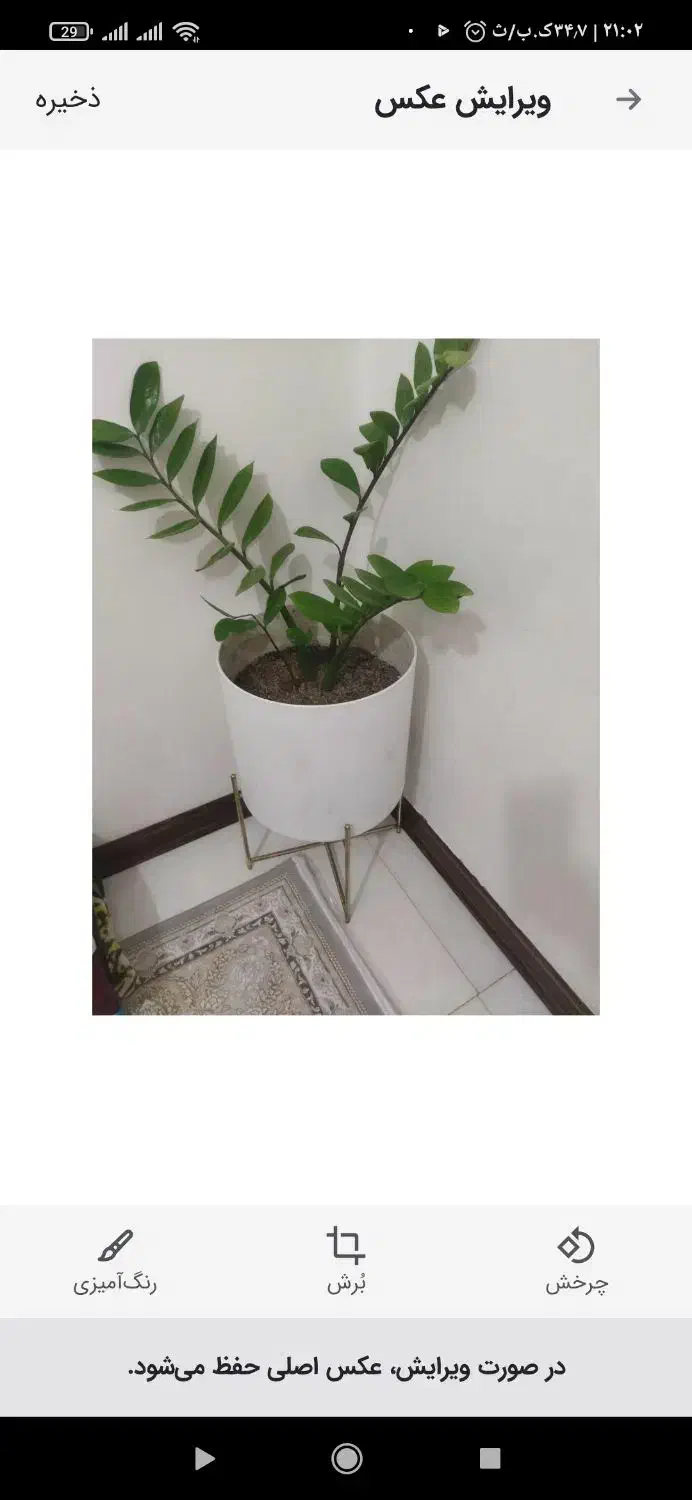 گل وگلدون|گل و گیاه طبیعی|قرچک, زیبا شهر|دیوار