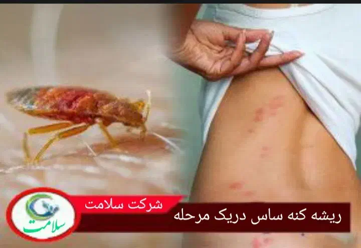 سمپاشی صددرصدتضمینی سم پاشی سوسک وساس و...|خدمات نظافت|تهران, آذری|دیوار