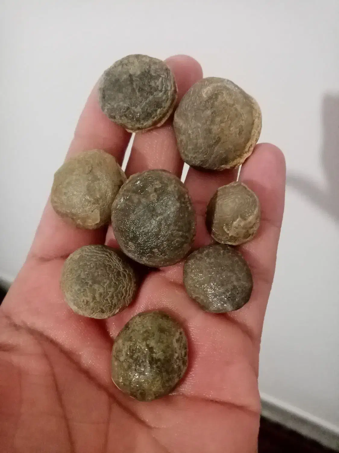 سنگ فسیل|کلکسیون اشیاء عتیقه|کاشمر, |دیوار