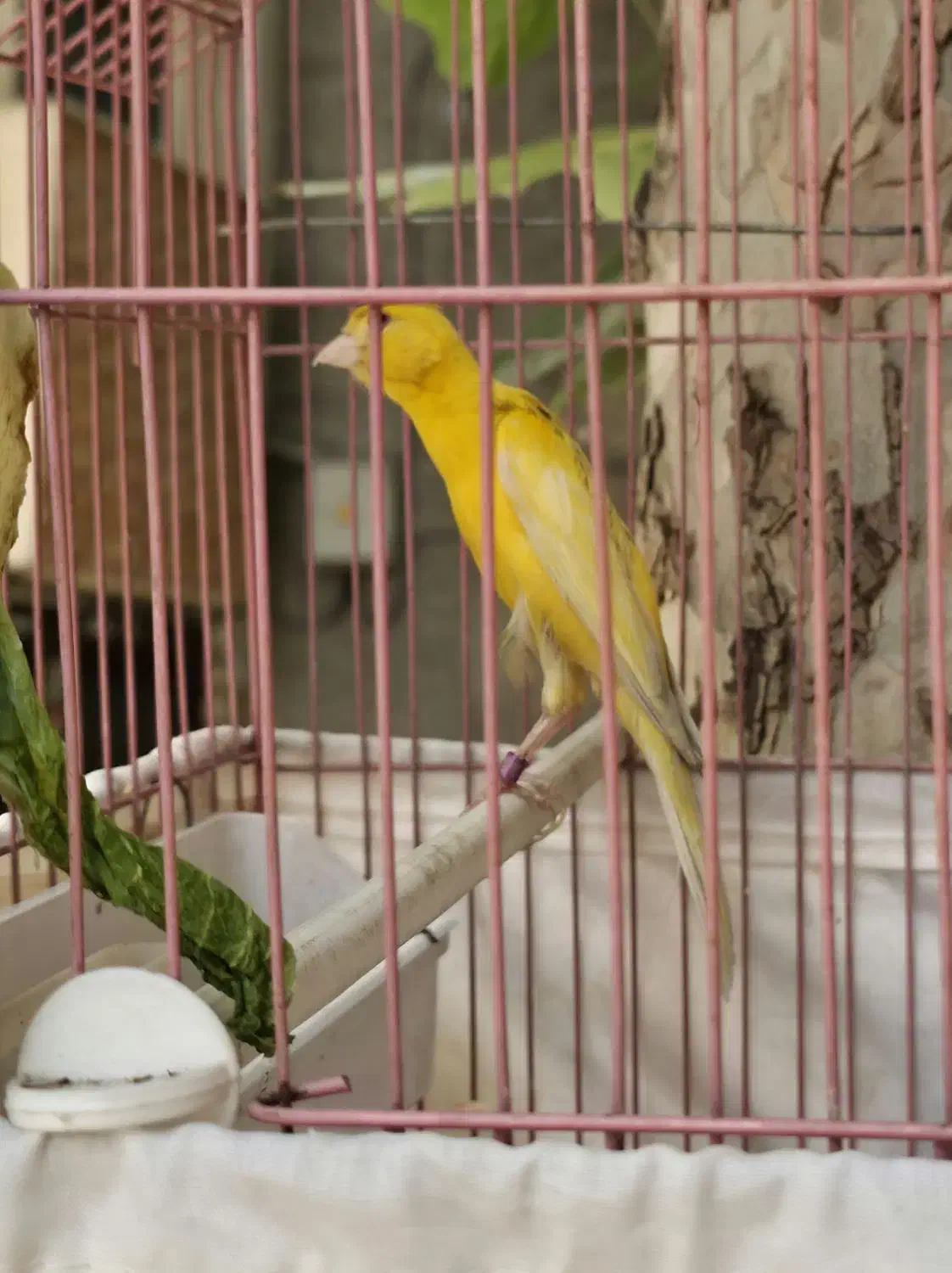 قناری نر|پرنده|تهران, آذری|دیوار