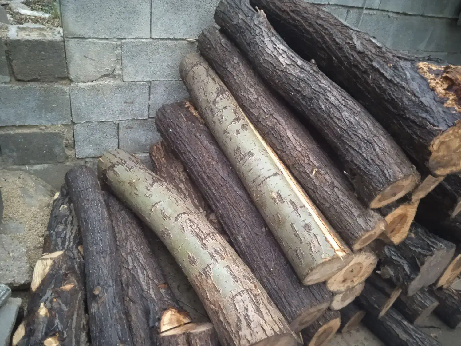 فروش چوب بادام بید وسفیدار ضایعات ونجاری|خدمات باغبانی و درختکاری|همایجان, |دیوار