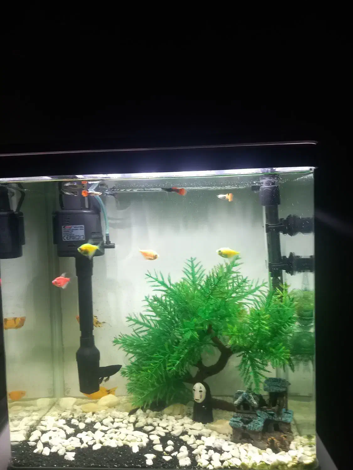 ماهی آکواریومی|ماهی|مشهد, امامیه (شهرک غرب)|دیوار