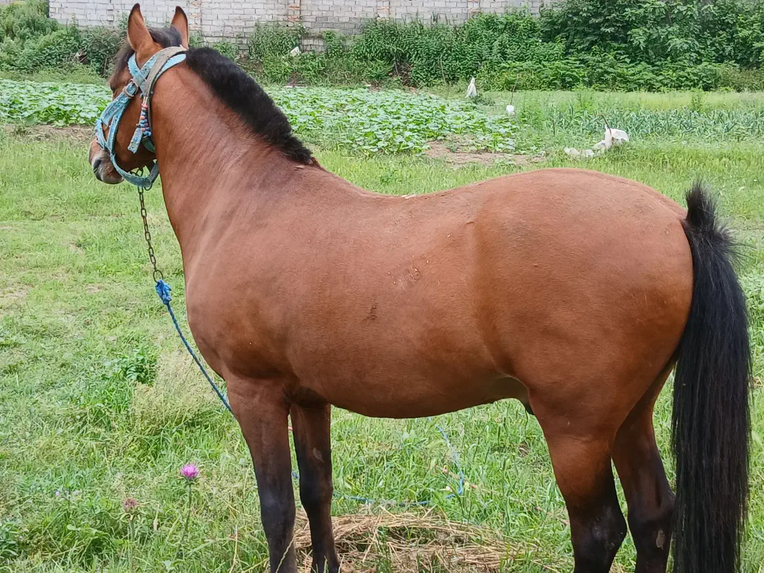 نریان شش سال|اسب و تجهیزات اسب‌سواری|گرگان, |دیوار