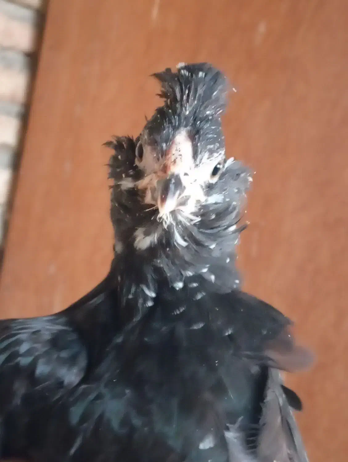 نیمچه گلین مرغ و خروس|حیوانات مزرعه|اسلام‌شهر, شاطره|دیوار