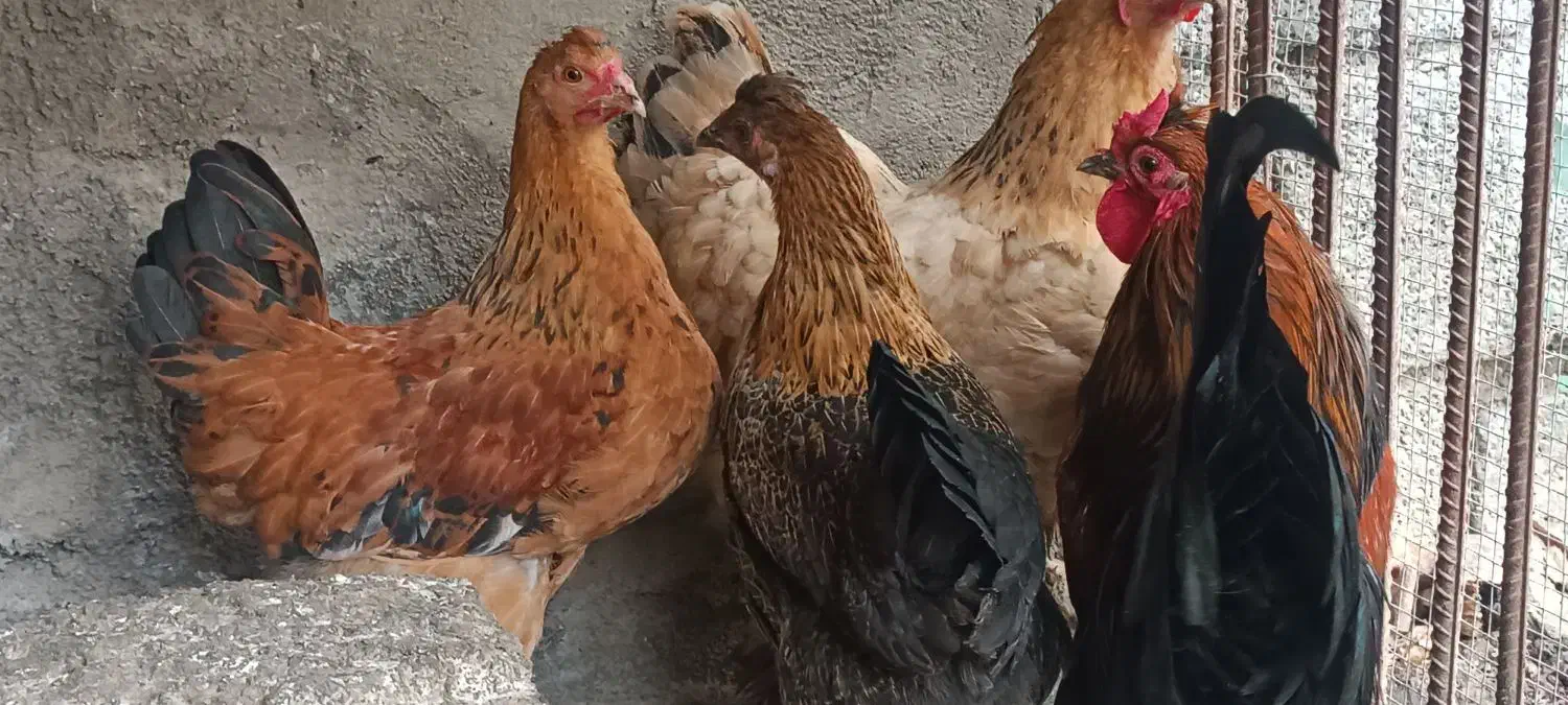 مرغ|حیوانات مزرعه|دلند, |دیوار