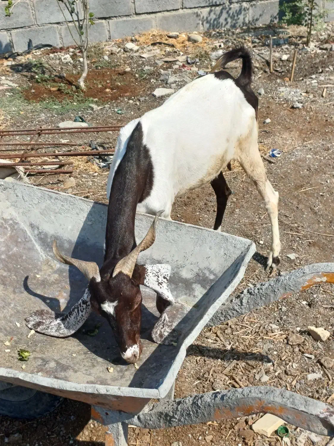 بز تالی پاکستانی آبستن وچپشت پاکستانی رودان|حیوانات مزرعه|بندرعباس, |دیوار
