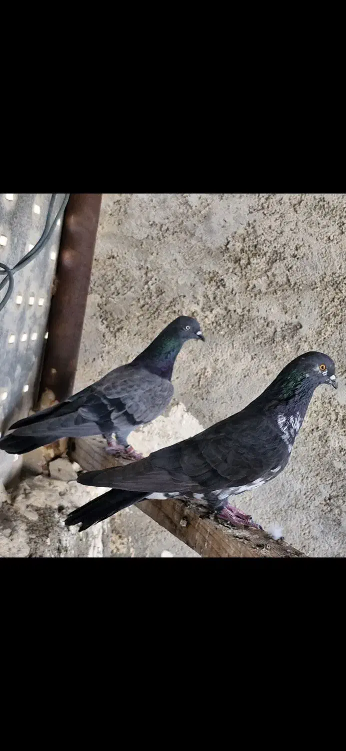 شیخ|پرنده|چمران, |دیوار