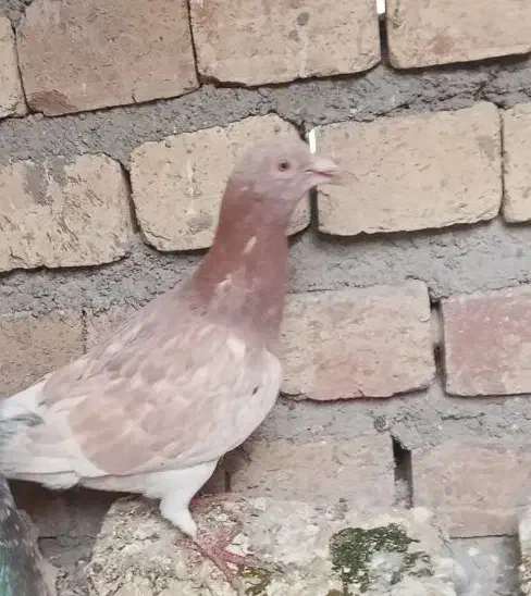 هفرنگ کوهی سرخ هفرنگ ماده|پرنده|دشتابی, |دیوار