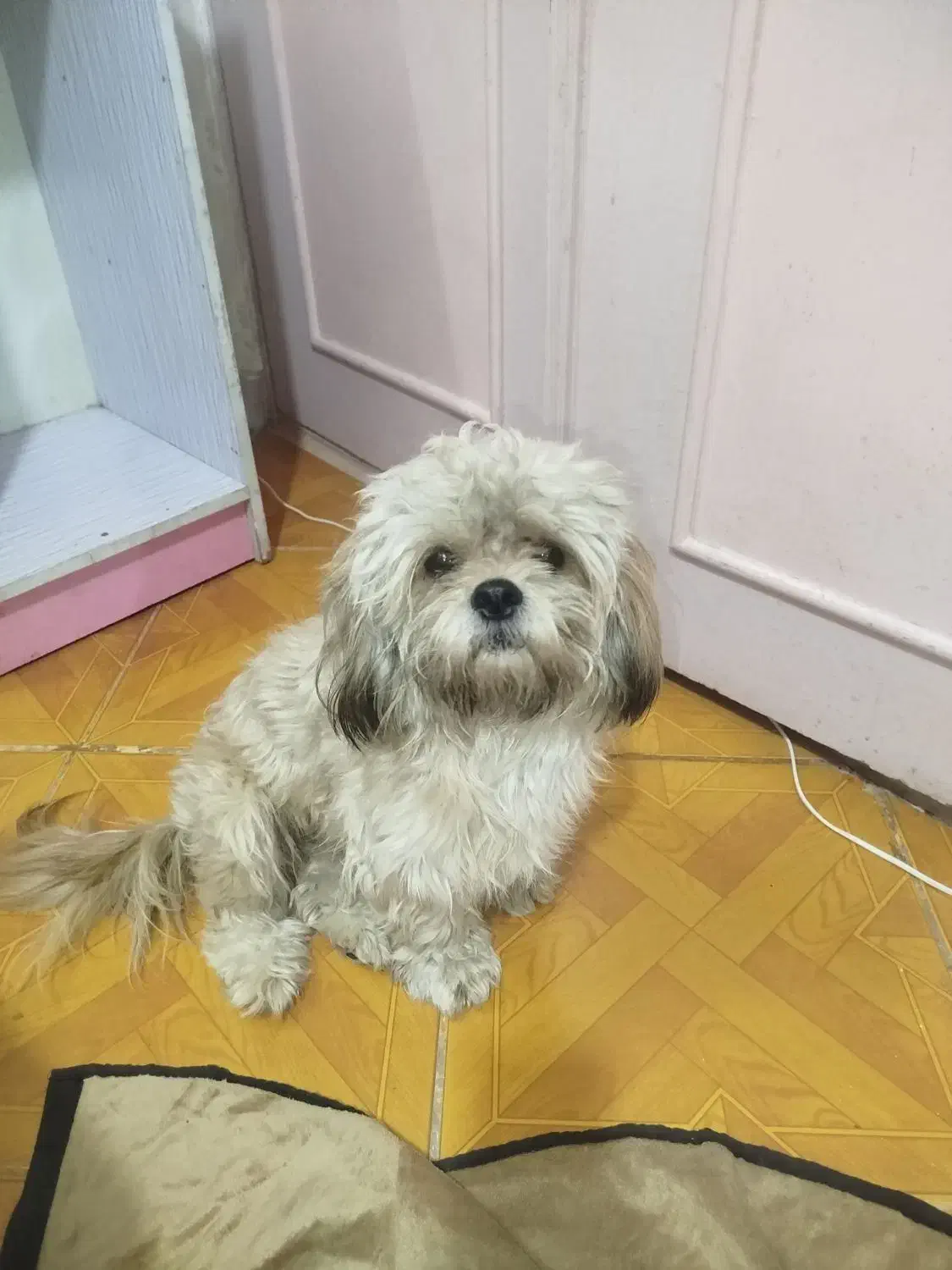 شیتزو فلت|سگ|مشهد, امیریه|دیوار