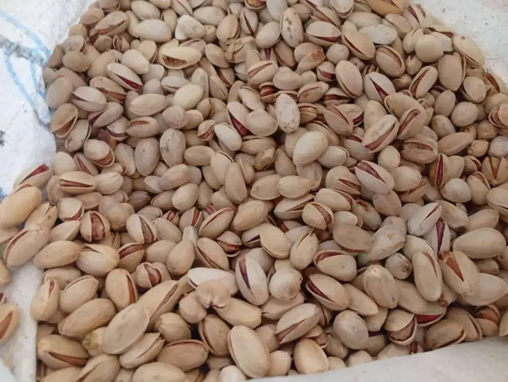 عرضه مستقیم پسته داوری|خوردنی و آشامیدنی|شیراز, انجیره|دیوار