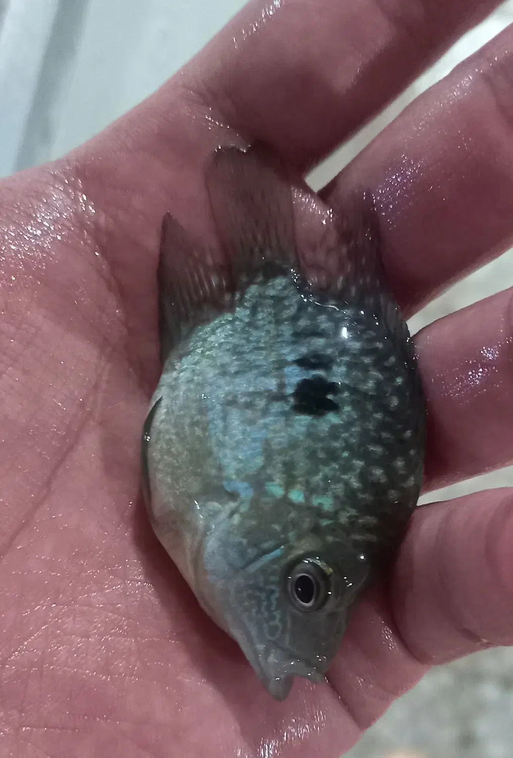 ماهی زینتی گوپی، تگزاسی، ماکرو، شمشیری و مولی|ماهی|نجف‌آباد, امام خمینی|دیوار