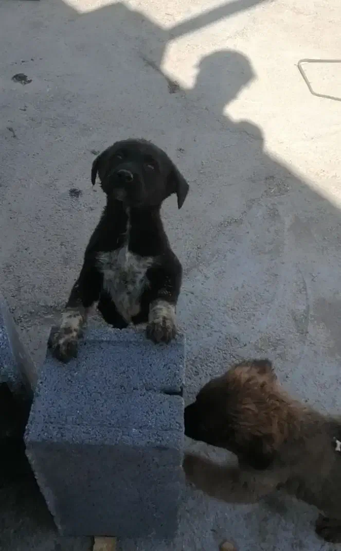 واگذاری ی جفت شا توله سگ قدریجونی نر وحش|سگ|مرودشت, نقش رستم|دیوار