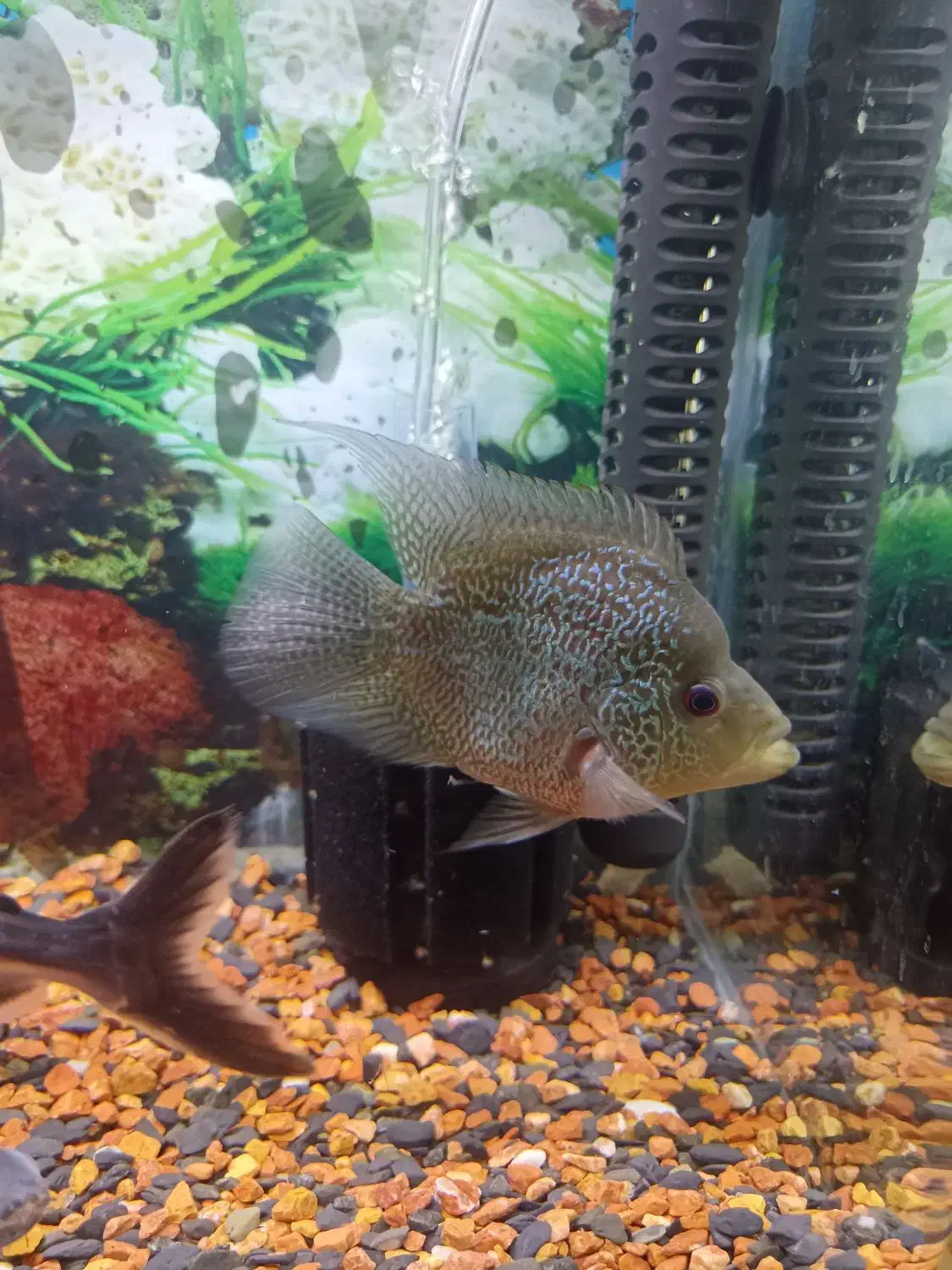 ماهی فلاور  معاوضه اکواریوم|ماهی|تهران, باغ خزانه|دیوار