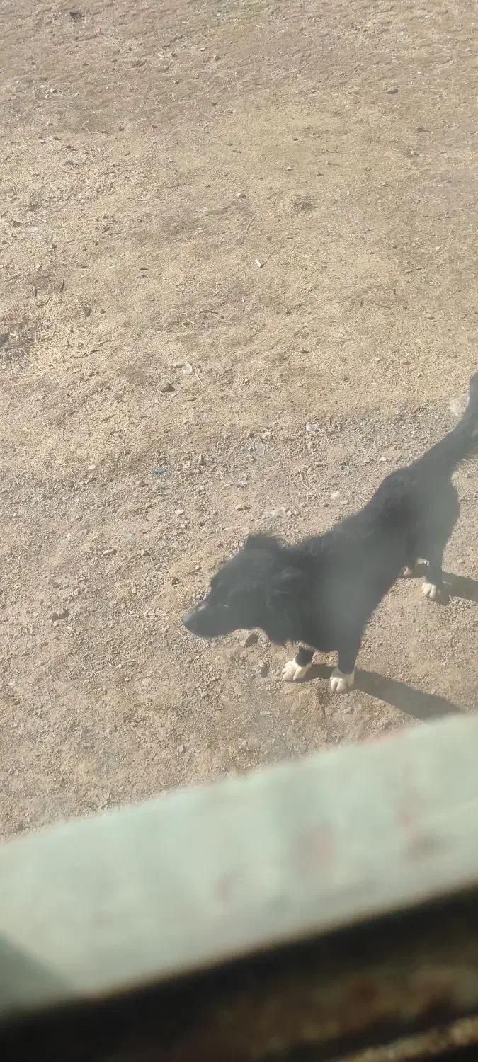 سگ سراب|سگ|نورآباد, |دیوار