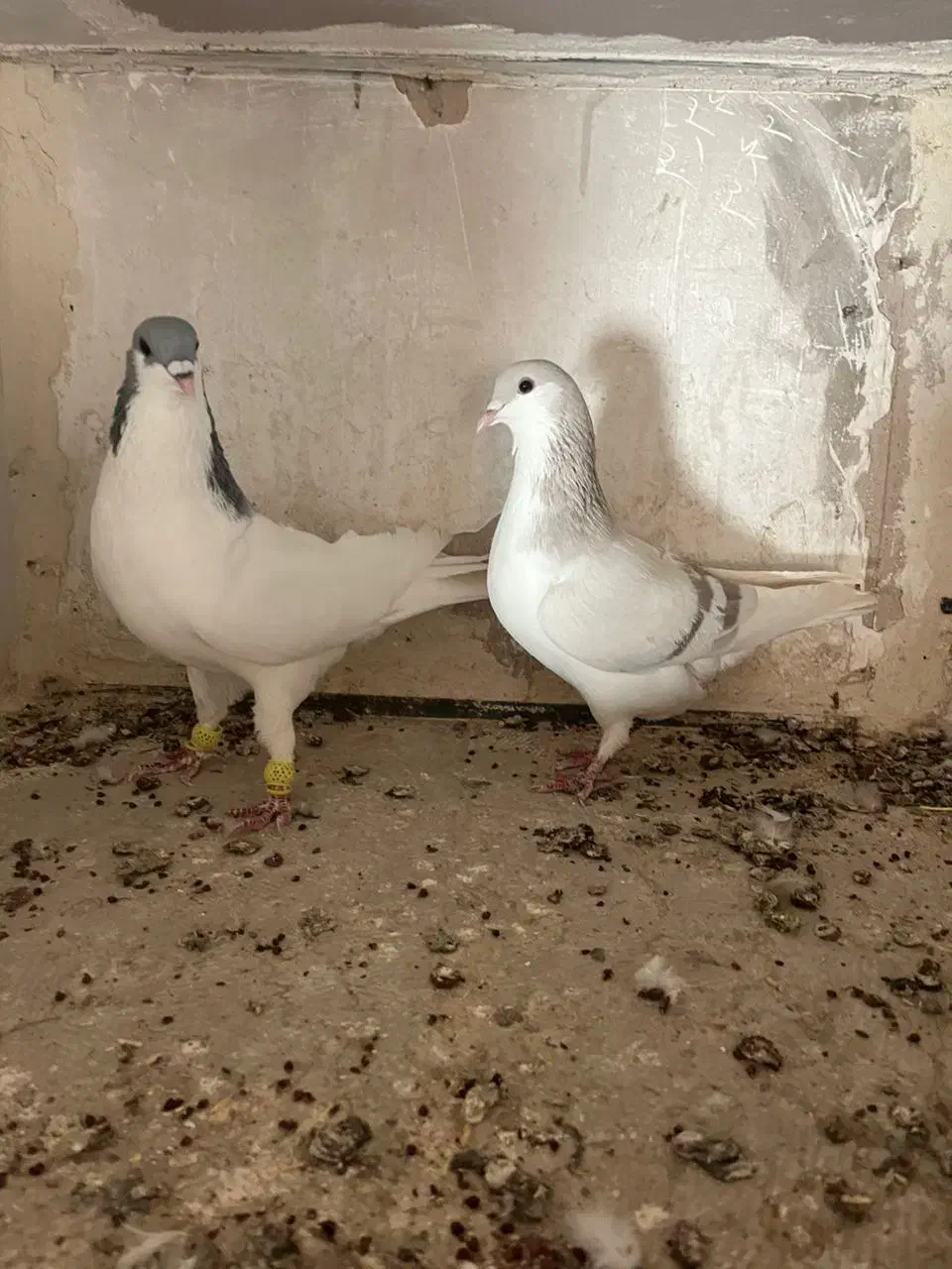 کبوتررنگی|پرنده|اقبالیه, |دیوار