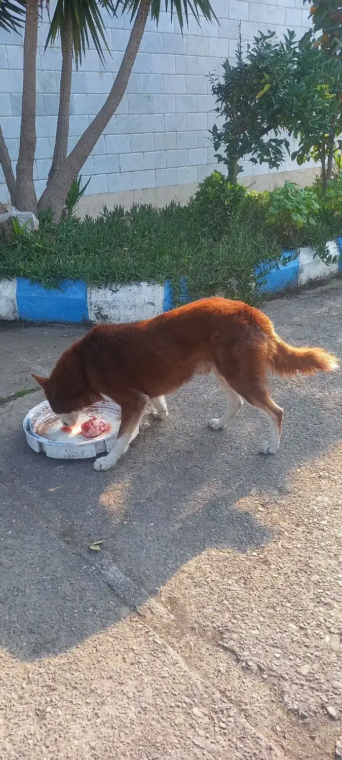 سگ هاسکی نر|سگ|رشت, خرسندی|دیوار