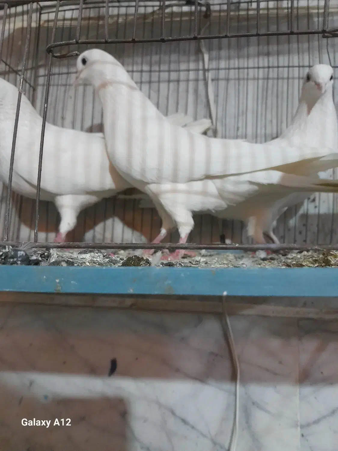 کفترپرشی خوب|پرنده|هشتگرد, تهران دشت|دیوار