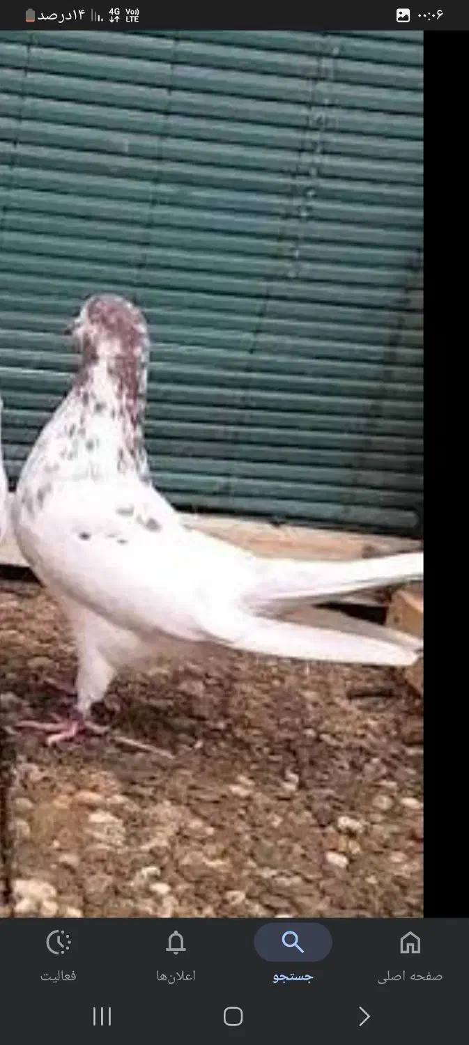 .کبوتر|فروش خانه و ویلا|مسجد سلیمان, |دیوار