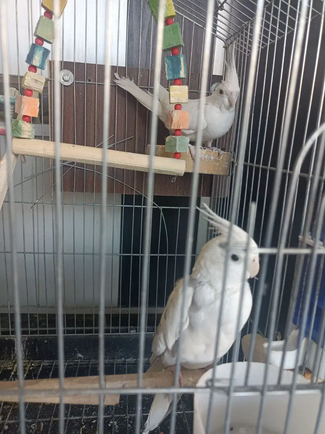 پرنده عروس هلندی|پرنده|الوند, |دیوار