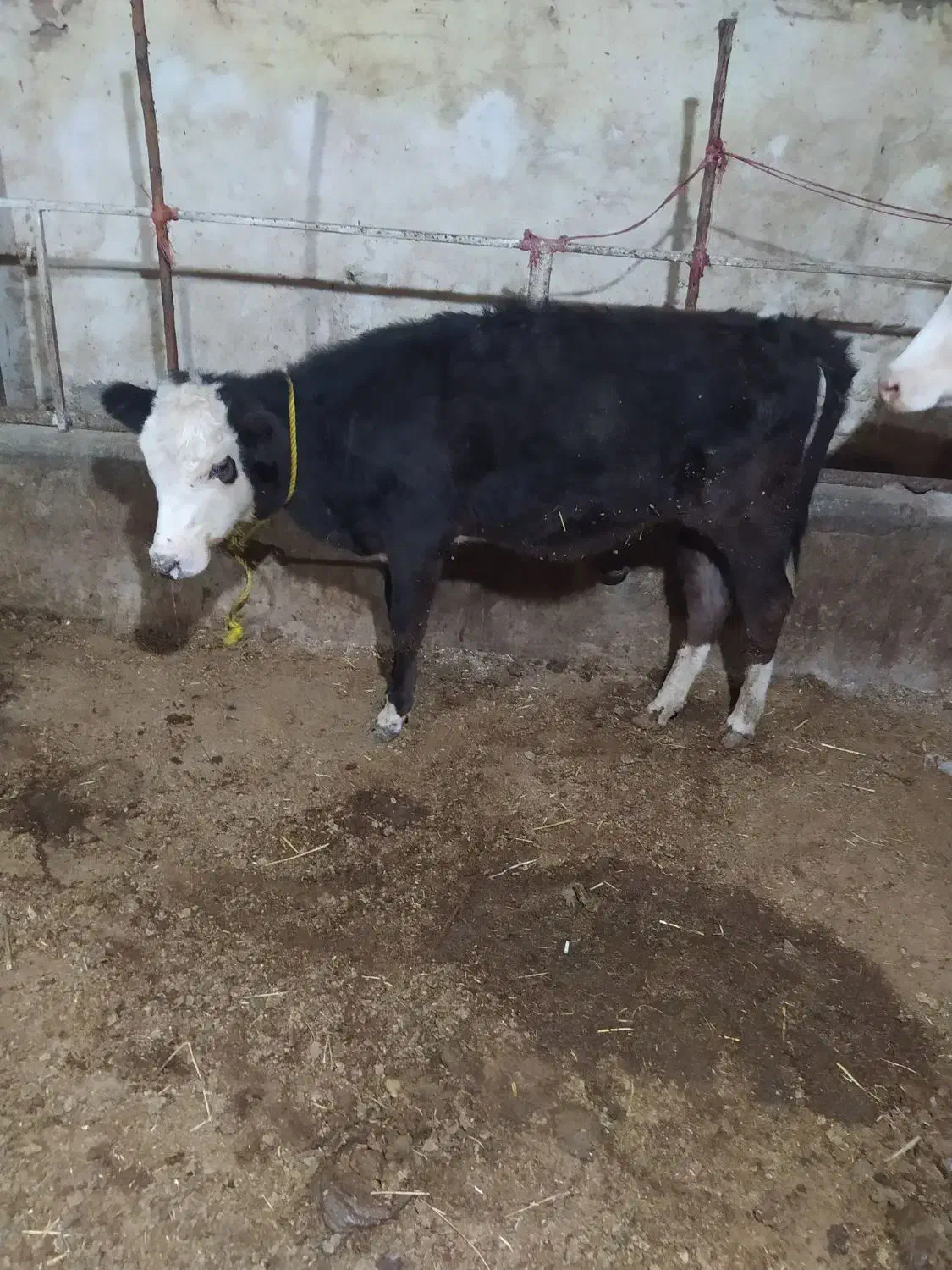 فروش گوساله ماده|حیوانات مزرعه|محمدبار, |دیوار